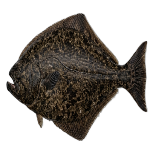 Pacific Halibut