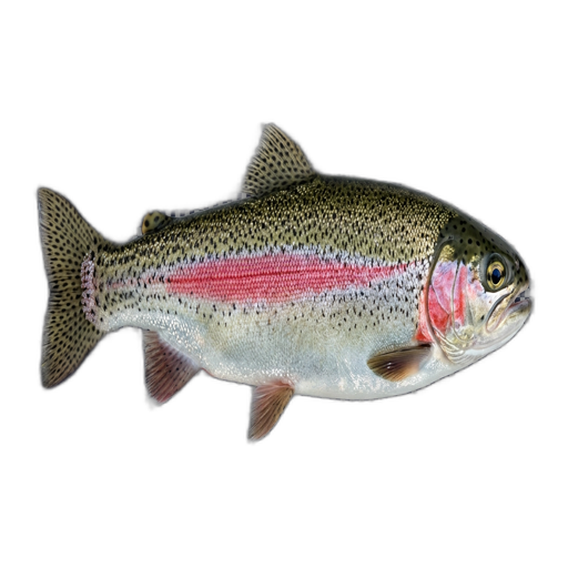 Rainbow Trout